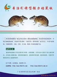 殺鼠用品產(chǎn)品列表第31頁(yè) 粘鼠板選型指南與高效使用技巧